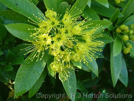 Golden penda xanthostemon 